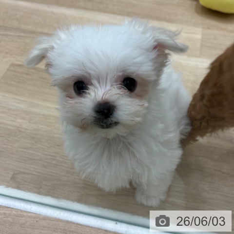 大阪府のマルチーズ (ペットプラス 鶴見店/2026年3月18日生まれ/男の子/ホワイト)の子犬の3枚目の画像