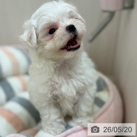 マルチーズの写真