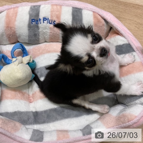 岩手県のチワワ(ロング) (ペットプラス 盛岡南店/2026年3月17日生まれ/男の子/ブラックタンホワイト)の子犬の4枚目の画像