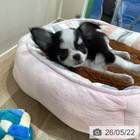 神奈川県のチワワ(ロング) (ペットプラス ゆめが丘ソラトス店/2026年3月17日生まれ/女の子/ブラックタンホワイト)の子犬の3枚目の画像