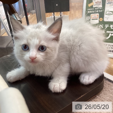 ラグドールの写真