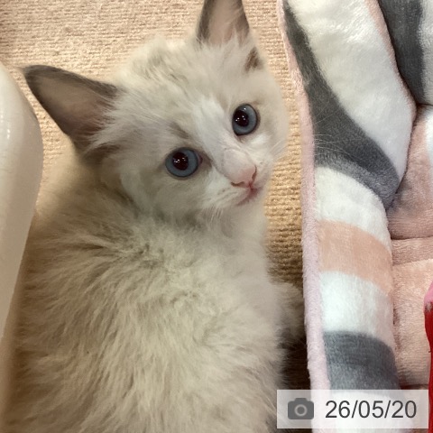 ラグドールの写真