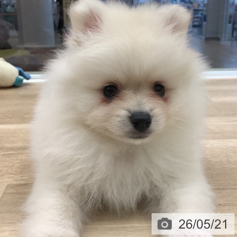 大阪府のポメラニアン (ペットプラス 鶴見店/2026年3月20日生まれ/女の子/クリーム)の子犬の4枚目の画像
