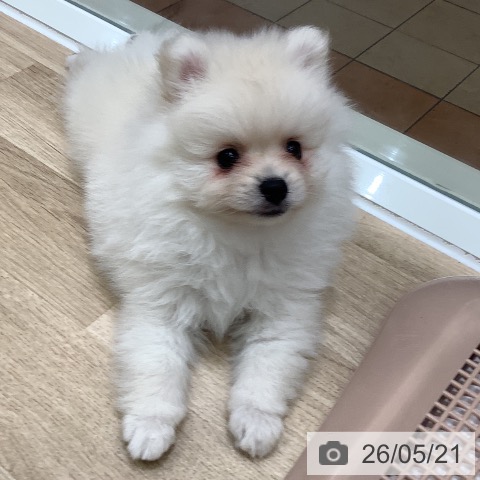 大阪府のポメラニアン (ペットプラス 鶴見店/2026年3月20日生まれ/女の子/クリーム)の子犬の3枚目の画像