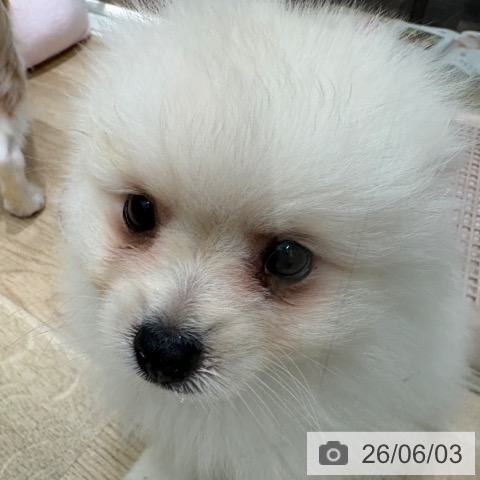 大阪府のポメラニアン (ペットプラス 鶴見店/2026年3月20日生まれ/女の子/クリーム)の子犬の3枚目の画像