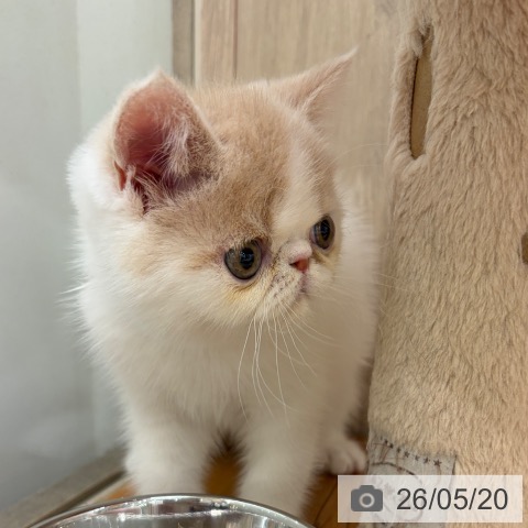 エキゾチックの写真
