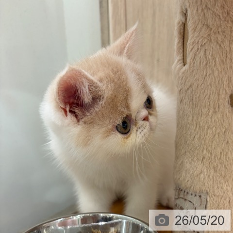 エキゾチックの写真
