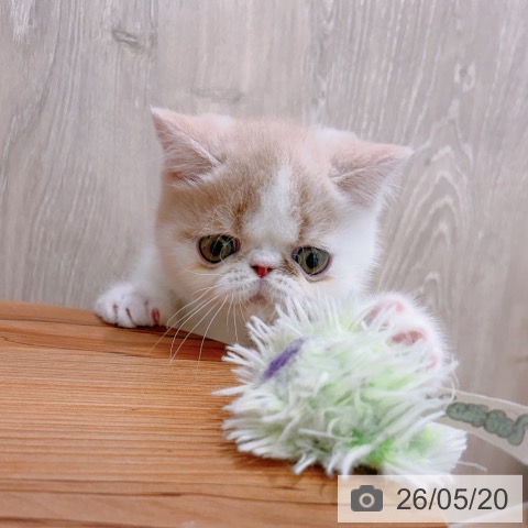 エキゾチックの写真
