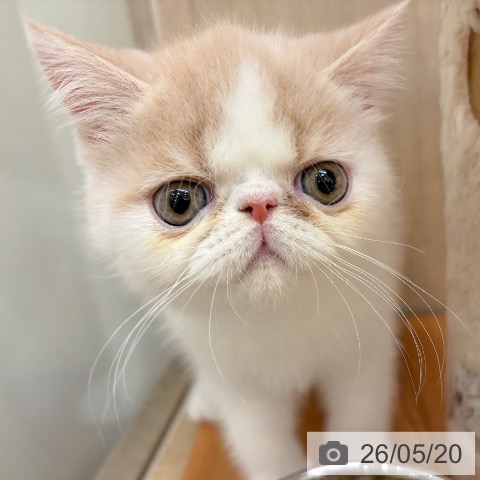 エキゾチックの写真