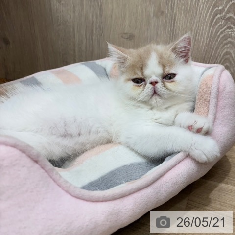 エキゾチックの写真