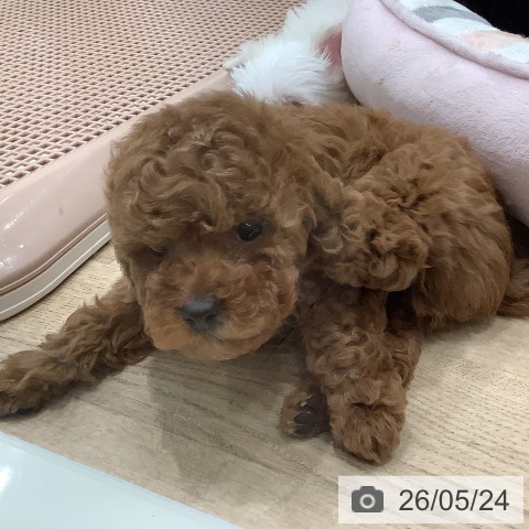 大阪府のトイプードル(トイ) (ペットプラス 鶴見店/2026年3月23日生まれ/男の子/レッド)の子犬の4枚目の画像