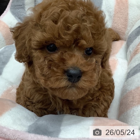 大阪府のトイプードル(トイ) (ペットプラス 鶴見店/2026年3月23日生まれ/男の子/レッド)の子犬の3枚目の画像
