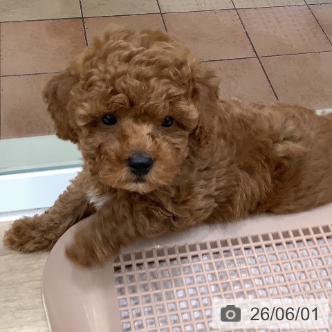 大阪府のトイプードル(トイ) (ペットプラス 鶴見店/2026年3月23日生まれ/男の子/レッド)の子犬の3枚目の画像