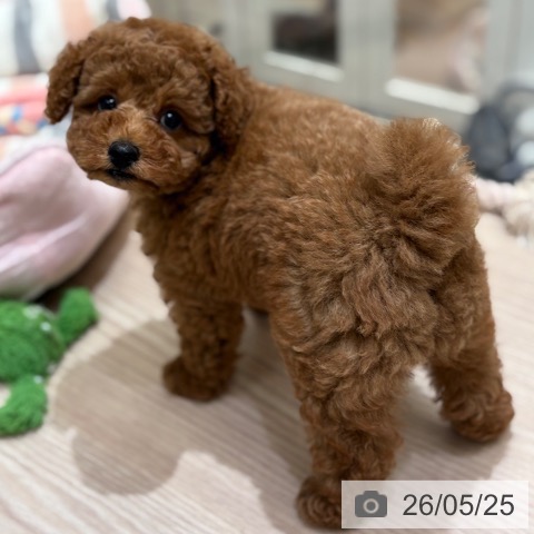大阪府のトイプードル(トイ) (ペットプラス 大阪ドームシティ店/2026年3月23日生まれ/男の子/レッドフォーン)の子犬の4枚目の画像