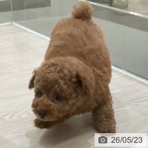 大阪府のトイプードル(トイ) (ペットプラス 大阪ドームシティ店/2026年3月23日生まれ/男の子/レッドフォーン)の子犬の4枚目の画像