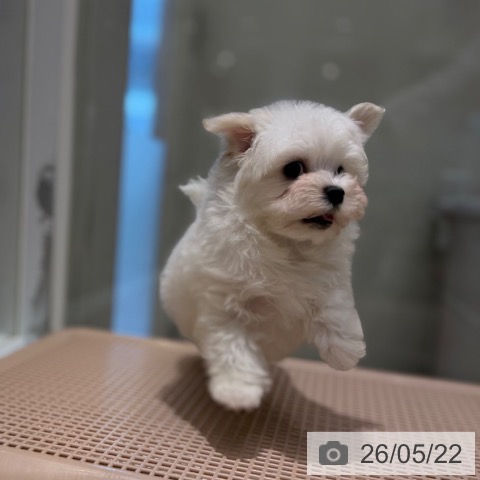 マルチーズの写真