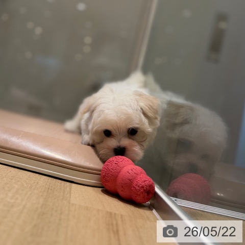 マルチーズの写真