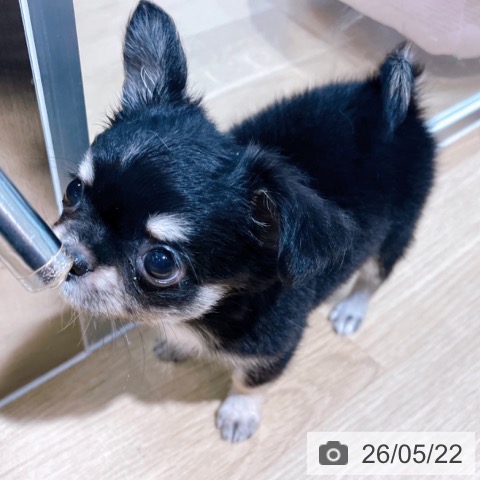 チワワの写真