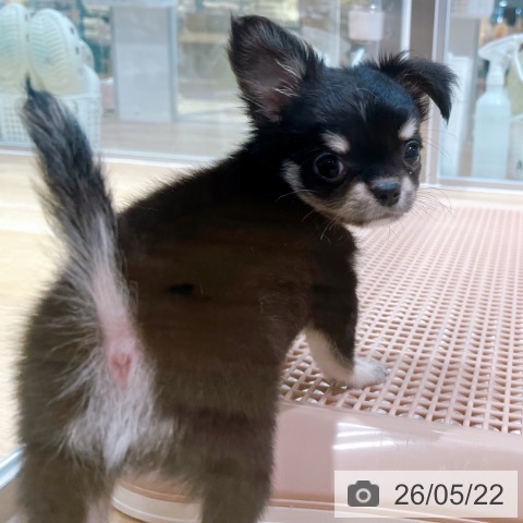 チワワの写真