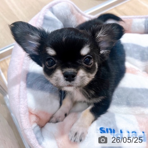 大阪府のチワワ(ロング) (ペットプラス イオン大日店/2026年3月22日生まれ/男の子/ブラックタンホワイト)の子犬の3枚目の画像