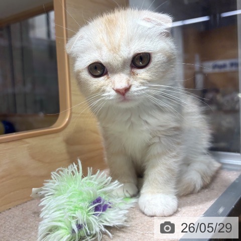 兵庫県のスコティッシュフォールド (ペットプラス 神戸三宮店/2026年3月21日生まれ/女の子/クリームタビーホワイト)の子猫の4枚目の画像
