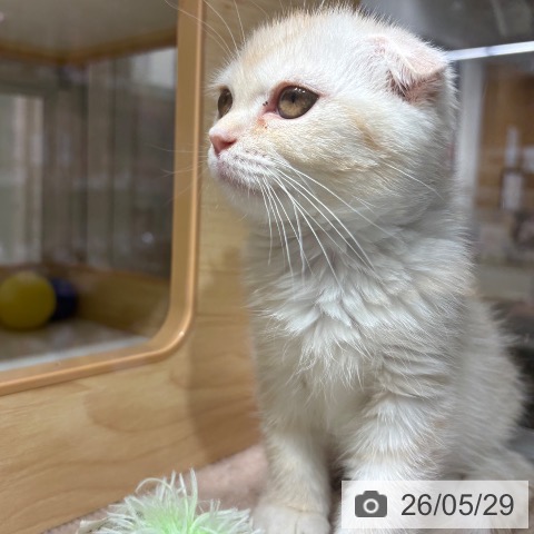 兵庫県のスコティッシュフォールド (ペットプラス 神戸三宮店/2026年3月21日生まれ/女の子/クリームタビーホワイト)の子猫の3枚目の画像