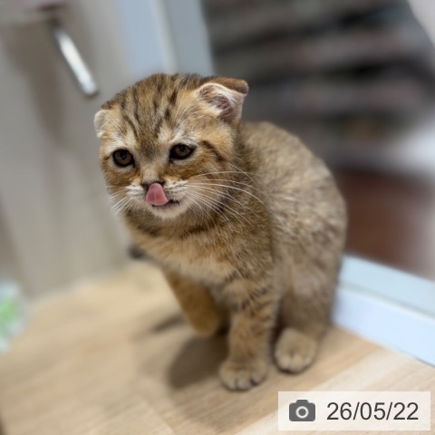 スコティッシュフォールドの写真