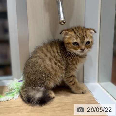 スコティッシュフォールドの写真
