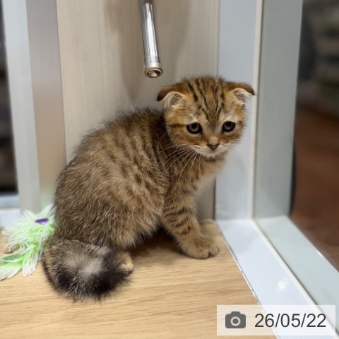 スコティッシュフォールドの写真