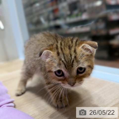 スコティッシュフォールドの写真