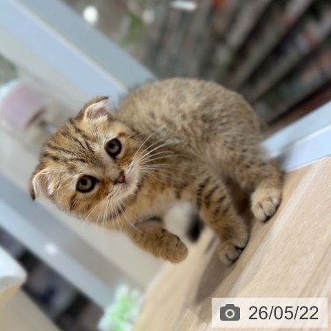 スコティッシュフォールドの写真