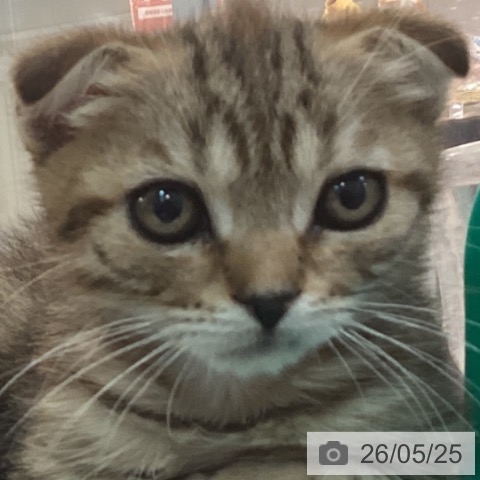 京都府のスコティッシュフォールド (ペットプラス イオンモールKYOTO店/2026年3月22日生まれ/男の子/ブラウンマッカレルタビー)の子猫の4枚目の画像