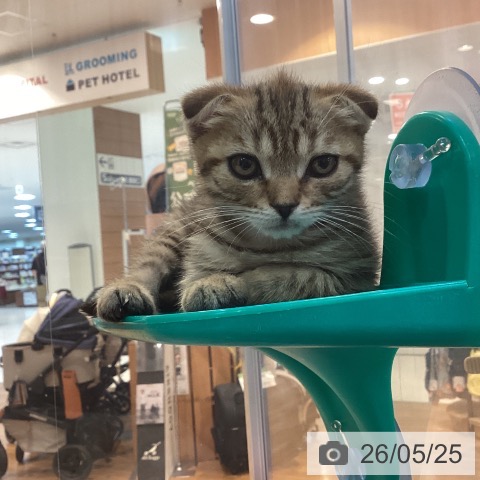 京都府のスコティッシュフォールド (ペットプラス イオンモールKYOTO店/2026年3月22日生まれ/男の子/ブラウンマッカレルタビー)の子猫の3枚目の画像