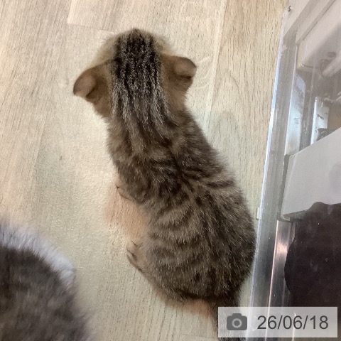 京都府のスコティッシュフォールド (ペットプラス イオンモールKYOTO店/2026年3月22日生まれ/男の子/ブラウンマッカレルタビー)の子猫の3枚目の画像