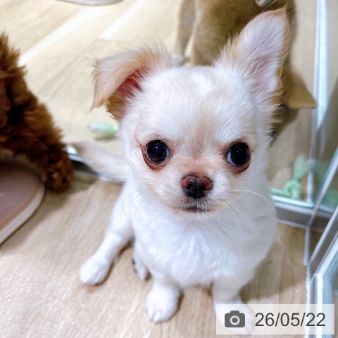 チワワの写真
