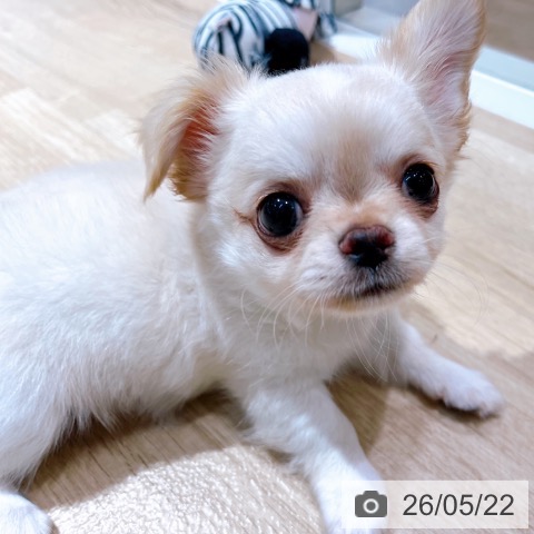 チワワの写真