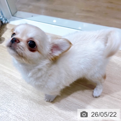 チワワの写真
