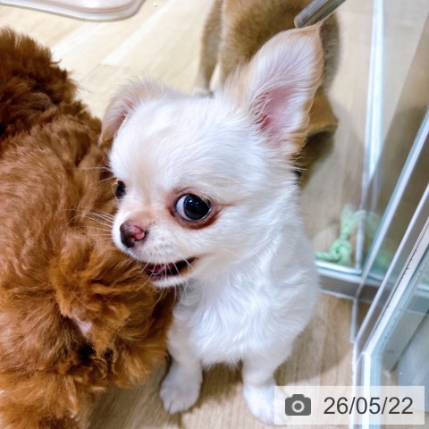 チワワの写真