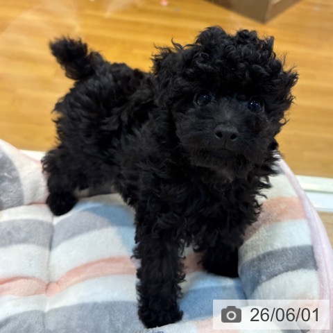 京都府のトイプードル(トイ) (ペットプラス イオンモールKYOTO店/2026年3月24日生まれ/男の子/ブラック)の子犬の3枚目の画像