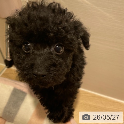 兵庫県のトイプードル(トイ) (ペットプラス 神戸三宮店/2026年3月24日生まれ/男の子/ブラック)の子犬の4枚目の画像