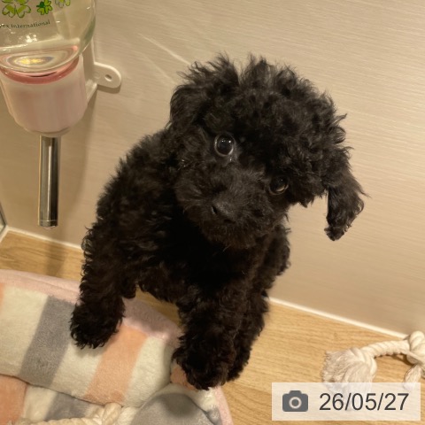兵庫県のトイプードル(トイ) (ペットプラス 神戸三宮店/2026年3月24日生まれ/男の子/ブラック)の子犬の3枚目の画像