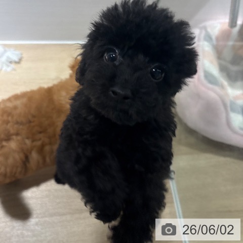 兵庫県のトイプードル(トイ) (ペットプラス 姫路大津店/2026年3月24日生まれ/男の子/ブラック)の子犬の4枚目の画像