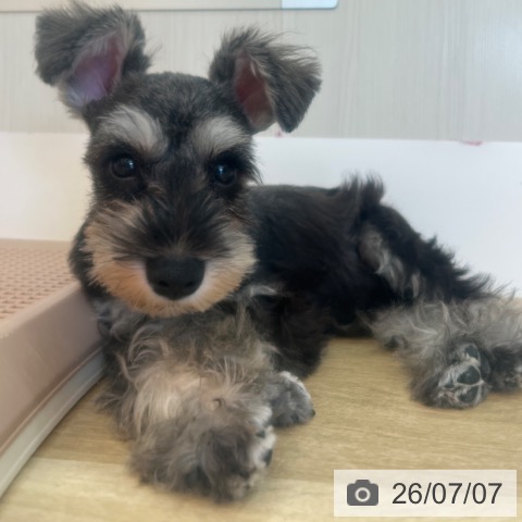 兵庫県のミニチュアシュナウザー (ペットプラス 姫路大津店/2026年3月22日生まれ/男の子/ソルトペッパー)の子犬の4枚目の画像