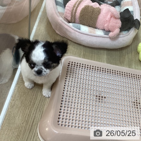 チワワの写真