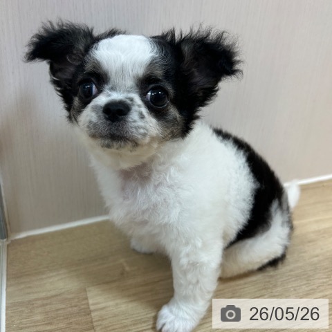 チワワの写真