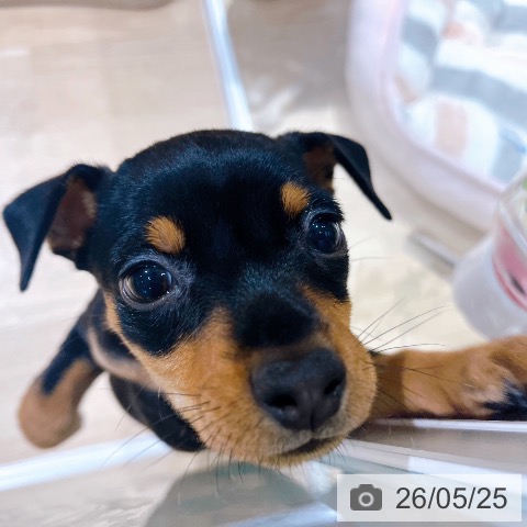 ミニチュア・ピンシャーの写真