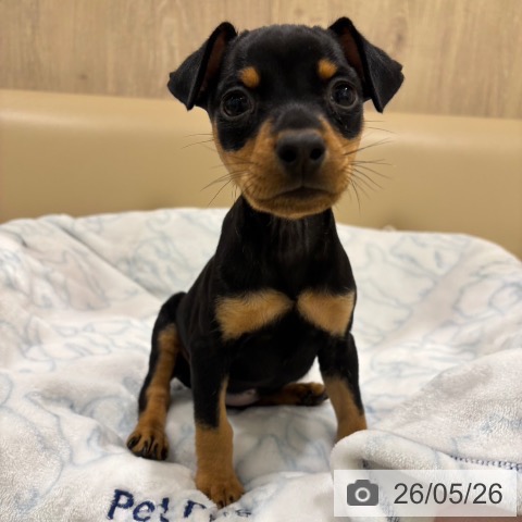 ミニチュア・ピンシャーの写真