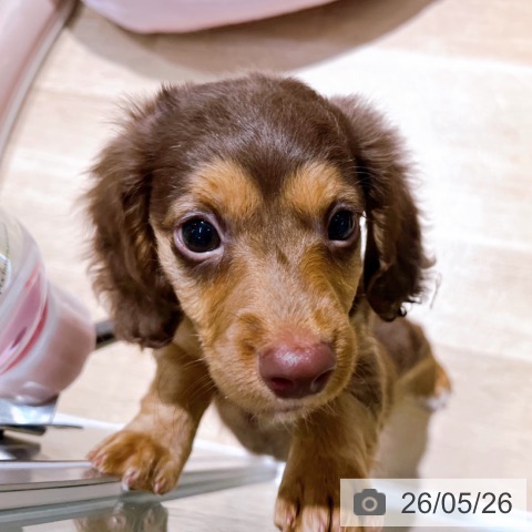 ミニチュア・ダックスフンドの写真