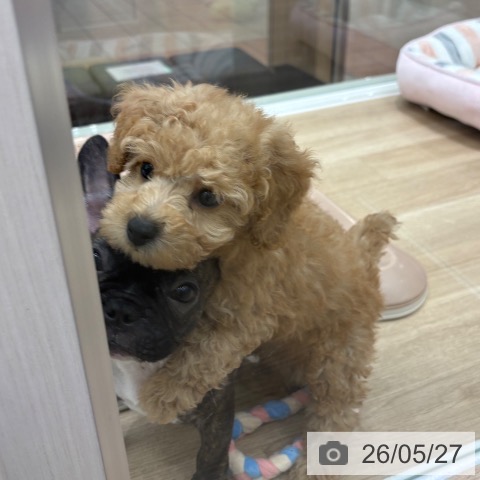 大阪府のトイプードル(トイ) (ペットプラス 鶴見店/2026年3月25日生まれ/男の子/オレンジフォーン)の子犬の4枚目の画像