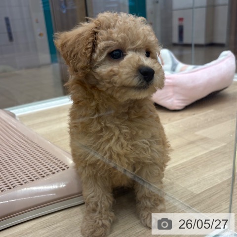 大阪府のトイプードル(トイ) (ペットプラス 鶴見店/2026年3月25日生まれ/男の子/オレンジフォーン)の子犬の3枚目の画像